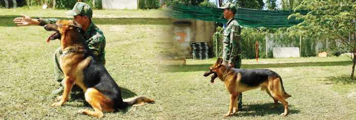 trung tâm huấn luyện chó tphcm - Cảnh Khuyển 24H