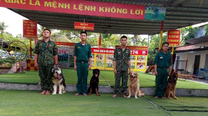 trung tâm huấn luyện chó tphcm - nghiệp vụ 276