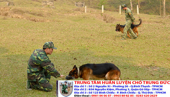 trung tâm huấn luyện chó tphcm - Trung Đức