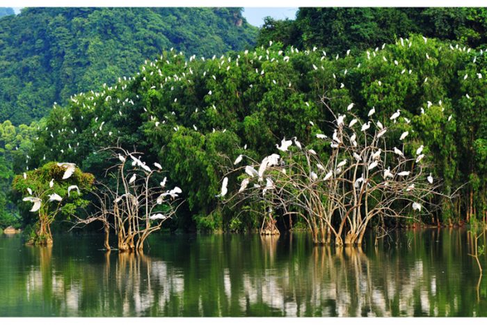 Top Các Địa Điểm Du Lịch Ninh Bình - Vườn chim Thung Nham