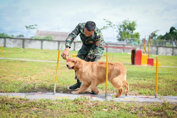 trung tâm huấn luyện chó tphcm - Thiên Khuyển