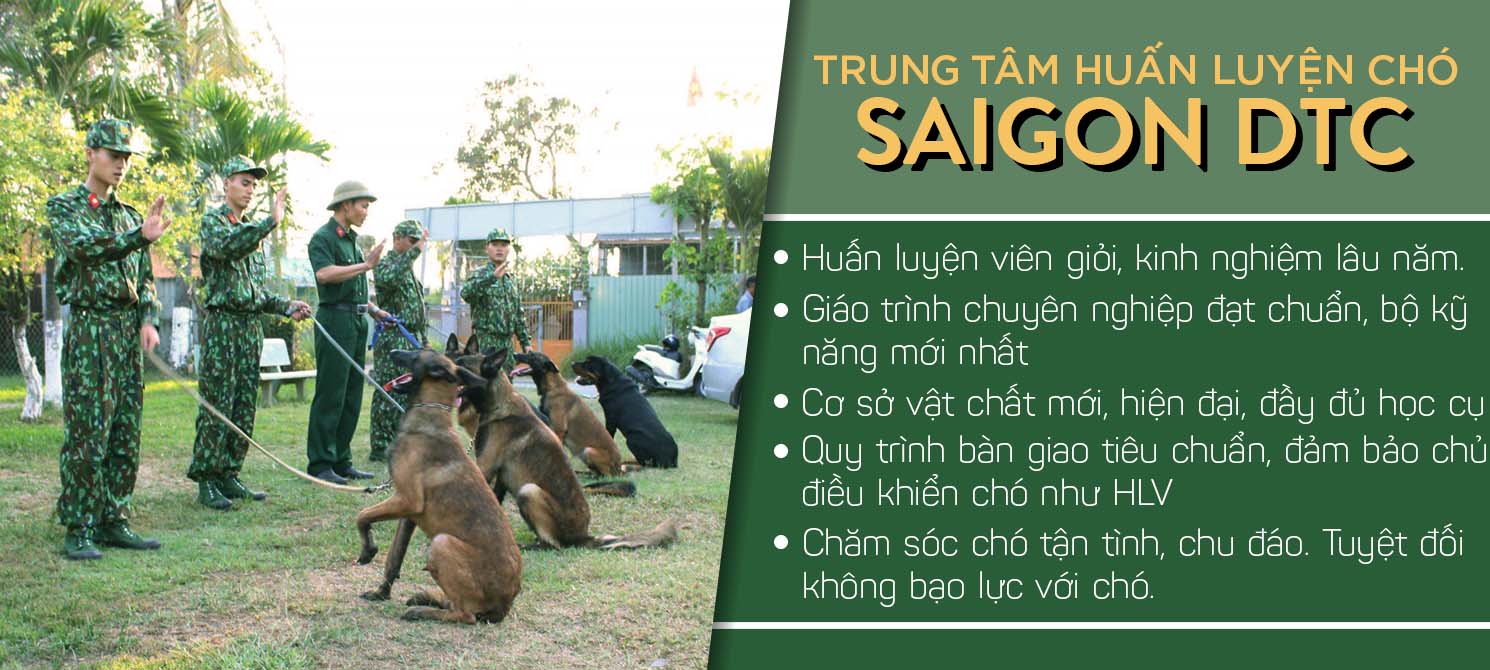 Trường huấn luyện chó tphcm - Saigon DTC