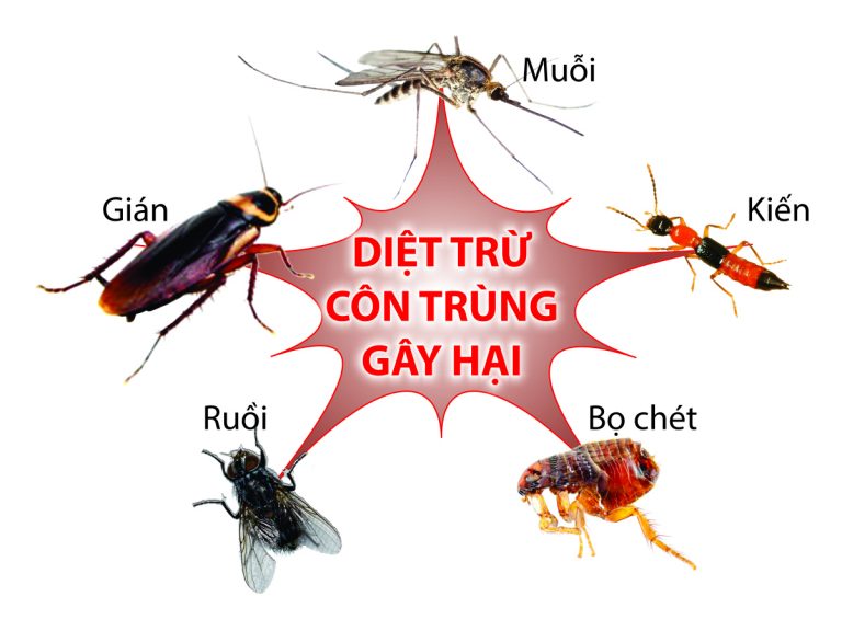 Top 12 dịch vụ diệt muỗi tại Đà Nẵng uy tín và chuyên nghiệp nhất