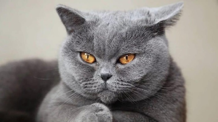 Top 12 Pet shop bán mèo cảnh đẹp nhất tại TPHCM