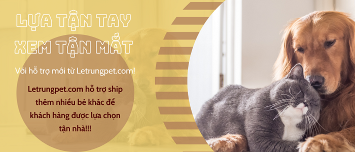 Shop bán mèo cảnh TPHCM – Trại mèo Lê Trung | Nguồn từ trang letrungpet.com