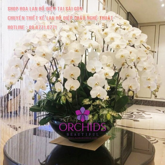 Beautiful Orchids- shop hoa lan hồ điệp HCM | Nguồn: lanhodiepdep.com