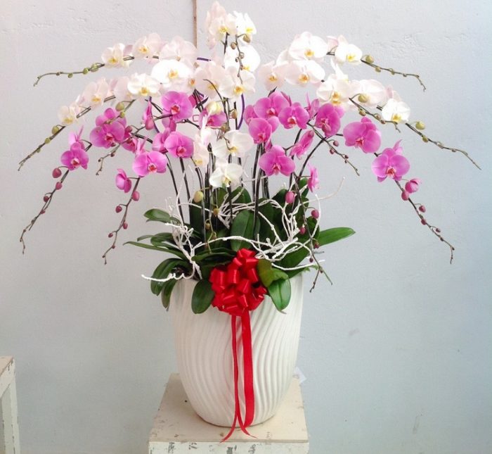 Flowerstore.vn - Shop hoa lan hồ điệp HCM| Nguồn: internet