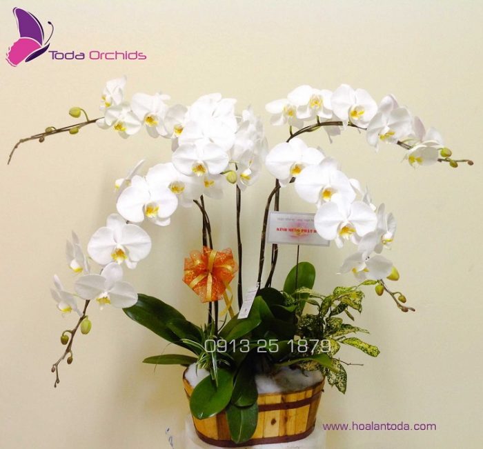 ToDa Orchids - shop hoa lan hồ điệp HCM | Nguồn: todaorchids.com