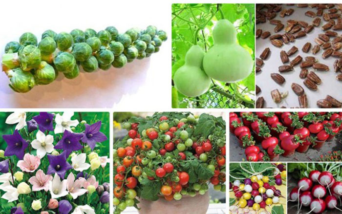 Bạn có thể lựa chọn được đa dạng những loại hạt giống hoa trong cũng như ngoài nước | Nguồn: Hạt giống hoa tí hon