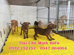 Cửa hàng thú cưng TPHCM - Trại chó Minh Hiếu | Nguồn: Trại chó Minh Hiếu