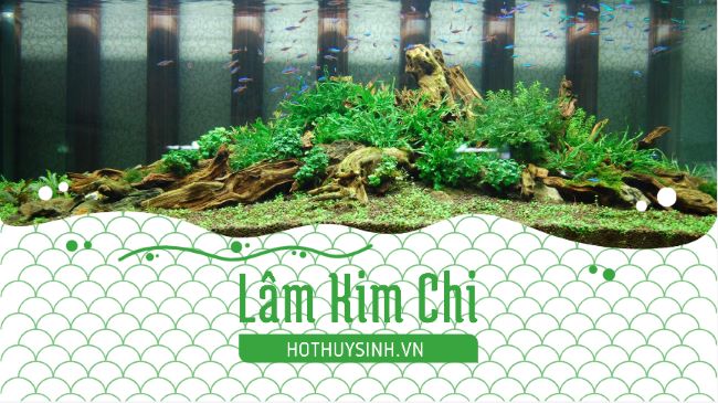 Showroom Lâm Kim Chi là một cừa hàng thủy sinh có tiếng ở TPHCM | Nguồn: Showroom Lâm Kim Chi