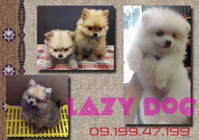 Lady Dog Shop là một trong những trại chó poodle có uy tín nhất của thành phố | Nguồn: Lady Dog Shop 