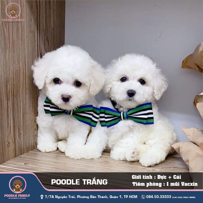Poodle Sài Gòn giao hàng tận nơi và luôn sẵn lòng tư vấn cách chăm sóc thú cưng mới đúng cách | Nguồn: Poodle Family