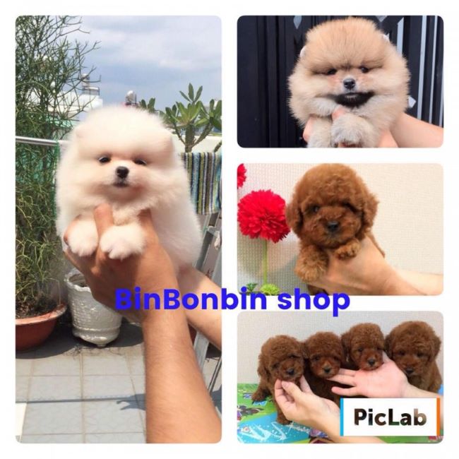 Chó Poodle tại Dog Bin Bon | Nguồn: Dog Bin Bon