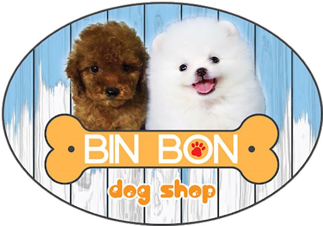 Shop Bin Bon tại TPHCM bán chó Poodle và chó Phốc sóc đều có nguồn gốc từ Thái Lan | Nguồn: Shop Bin Bon