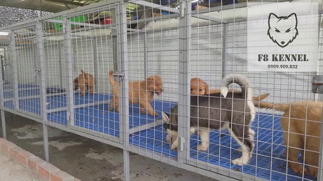 Hơn 100 giống chó thuần chủng được bày bán tại F8 Kennel tại TP.HCM, tất cả đều không bị bệnh dại, dịch bệnh, giao phối cận huyết | Nguồn: F8 Kennel