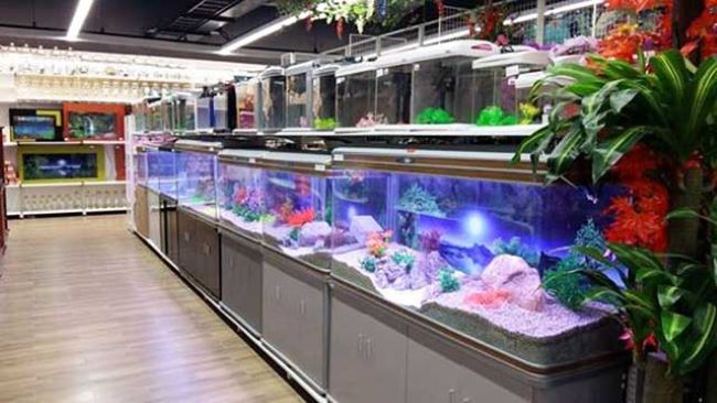Cửa hàng cá cảnh Thủ Đức Long Hoa là một cửa hàng nhiều người biết đến ở Thủ Đức | Nguồn: Cửa hàng Long Hoa