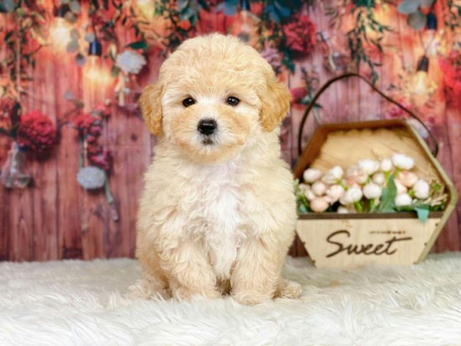 Khách hàng hoàn toàn có thể yên tâm vì shop bán chó Poodle thuần chủng đảm bảo nguồn gốc, xuất xứ, mạnh khỏe | Nguồn: Shop Poodle Tiny