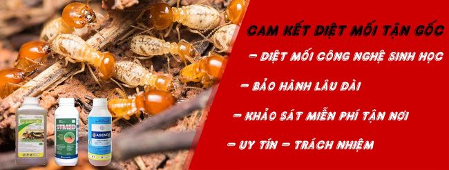 Công ty Đức Miên nhận kiểm soát sinh vật gây hại Hà Nội nhận diệt mối, kiến, gián, ruồi, muỗi | Nguồn: Công ty Đức Miên