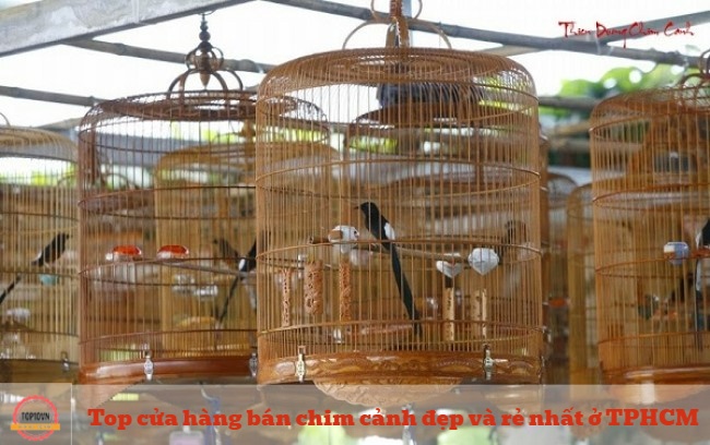 Những chú chim được bán tại Chim cảnh A Bờm đều là các loài được chọn lựa kỹ càng và huấn luyện bài bản từ người chủ đam mê chim cảnh | Nguồn: Chim cảnh A Bờm