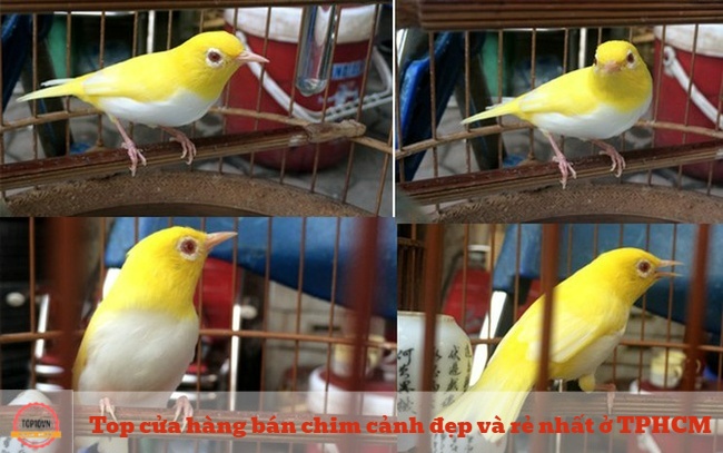 Chim ở Hoàng Kim được chăm chút kỹ lưỡng về cả bè ngoài và sức khỏe | Nguồn: Chim cảnh Hoàng Kim