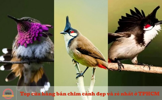 Top 8 cửa hàng bán chim cảnh đẹp và rẻ nhất ở TPHCM